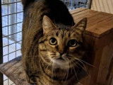 À accueillir : chatte tigrée