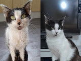 Chat noir et blanc cherchant une famille