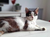 Chat noir et blanc cherchant une famille