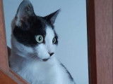 Chat noir et blanc cherchant une famille