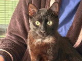 Chaton mâle de 6 mois à adopter