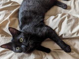 Chaton mâle de 6 mois à adopter