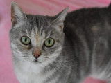 Chatte d’un an disponible à l'adoption