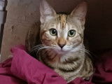 Recherche chat mâle pour saillie