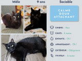 Chat noir à la recherche d’une famille