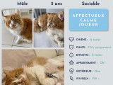 Chat à accueillir dans un foyer