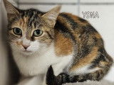 À adopter, chatte de 2 ans