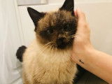 En quête d’une famille, chatte de 4 ans