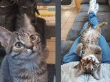 À la recherche d’un foyer, chatonnes de 8 mois