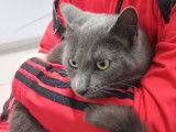 Cherchant une famille, chatte grise