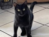 Chatte noire disponible à l'adoption
