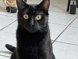 Chatte noire disponible à l'adoption
