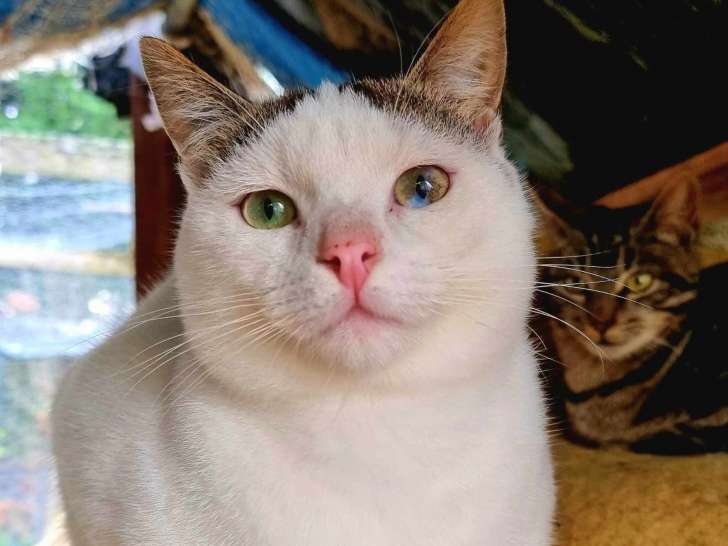 Disponible à l'adoption : chaton tigré blanc