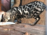 Mâle Bengal black silver disponible pour saillie