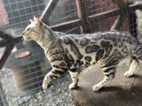 Mâle Bengal black silver disponible pour saillie