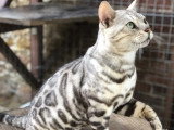 Mâle Bengal black silver disponible pour saillie