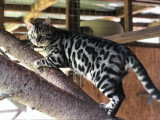 Mâle Bengal black silver disponible pour saillie