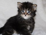 4 chatons Maine Coons LOOF à réserver