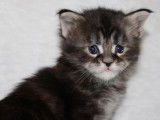 4 chatons Maine Coons LOOF à réserver