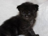 4 chatons Maine Coons LOOF à réserver