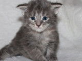 4 chatons Maine Coons LOOF à réserver
