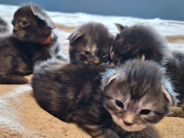 7 chatons Maine Coons LOOF à réserver