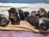7 chatons Maine Coons LOOF à réserver