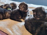 7 chatons Maine Coons LOOF à réserver