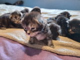 7 chatons Maine Coons LOOF à réserver