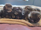 7 chatons Maine Coons LOOF à réserver