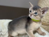 2 chatons Abyssin LOOF bleus à réserver