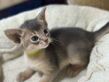 2 chatons Abyssin LOOF bleus à réserver
