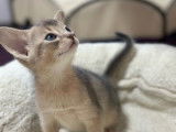 2 chatons Abyssin LOOF bleus à réserver