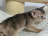 2 chatons Abyssin LOOF bleus à réserver
