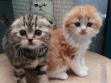 5 chatons Scottish LOOF &agrave; r&eacute;server