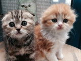 5 chatons Scottish LOOF &agrave; r&eacute;server