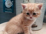 5 chatons Scottish LOOF &agrave; r&eacute;server