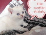 5 chatons Scottish LOOF &agrave; r&eacute;server