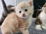 À réserver : 2 chatons Maine Coons LOOF