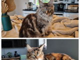 À réserver : 2 chatons Maine Coons LOOF