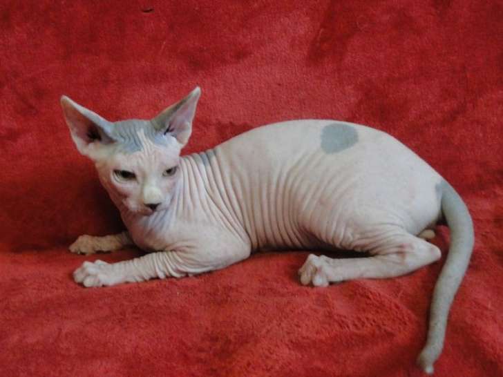 À vendre : un chaton Sphynx bicolore LOOF