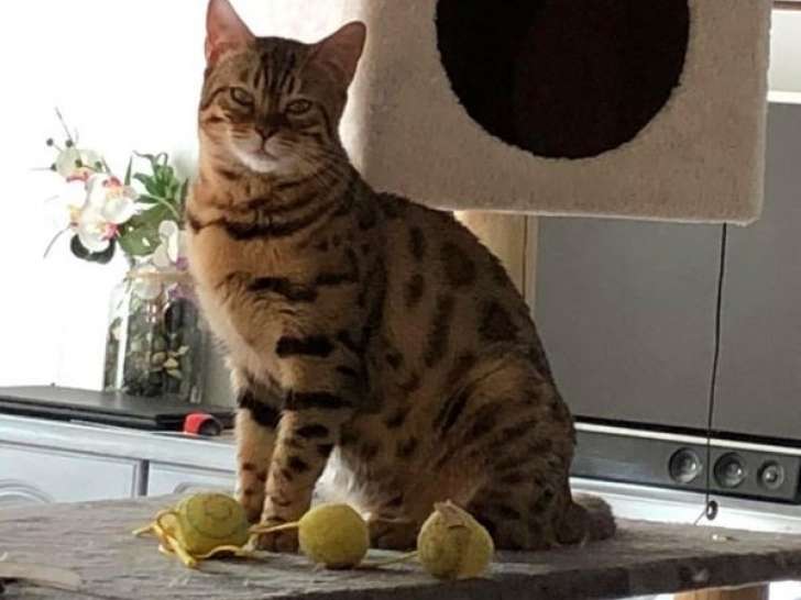 Une chatte adulte Bengal LOOF marron spotted à vendre