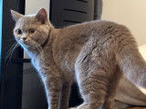 À acheter : une chatte British Shorthair lilac fumé d’un an LOOF