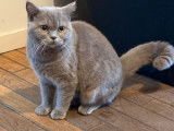 À acheter : une chatte British Shorthair lilac fumé d’un an LOOF