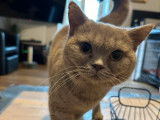 À acheter : une chatte British Shorthair lilac fumé d’un an LOOF