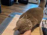 À acheter : une chatte British Shorthair lilac fumé d’un an LOOF
