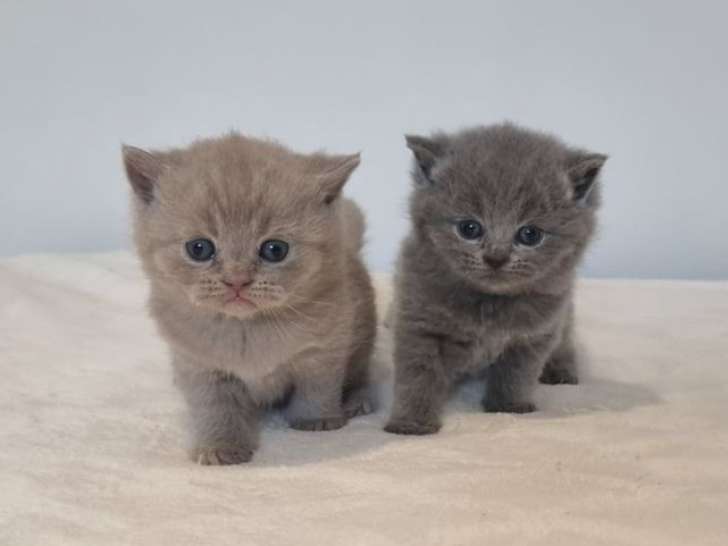 2 chatons British Shorthair LOOF à la réservation