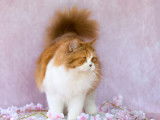 Chatte British Longhair LOOF de 2 ans à vendre