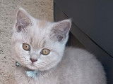 Chat adulte British Shorthair LOOF lilas pour une saillie