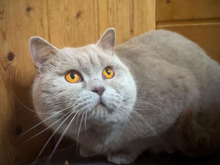 Chat adulte British Shorthair LOOF lilas pour une saillie